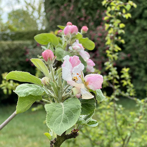 A close-up of delicate pink and white apple blossoms blooming on a young tree branch. The fresh green leaves have a soft, slightly fuzzy texture, and the blossoms are in various stages of opening. The background is softly blurred, showing a garden with other shrubs and trees.