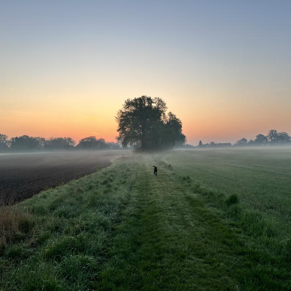 A misty rural landscape at sunrise with a narrow grassy path between a plowed field and a green meadow, leading toward a cluster of trees. A dog is walking down the path toward the horizon, with the sky glowing in soft hues of orange and blue.